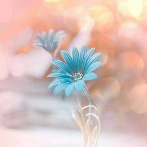 Meet your Posher, Hong duc